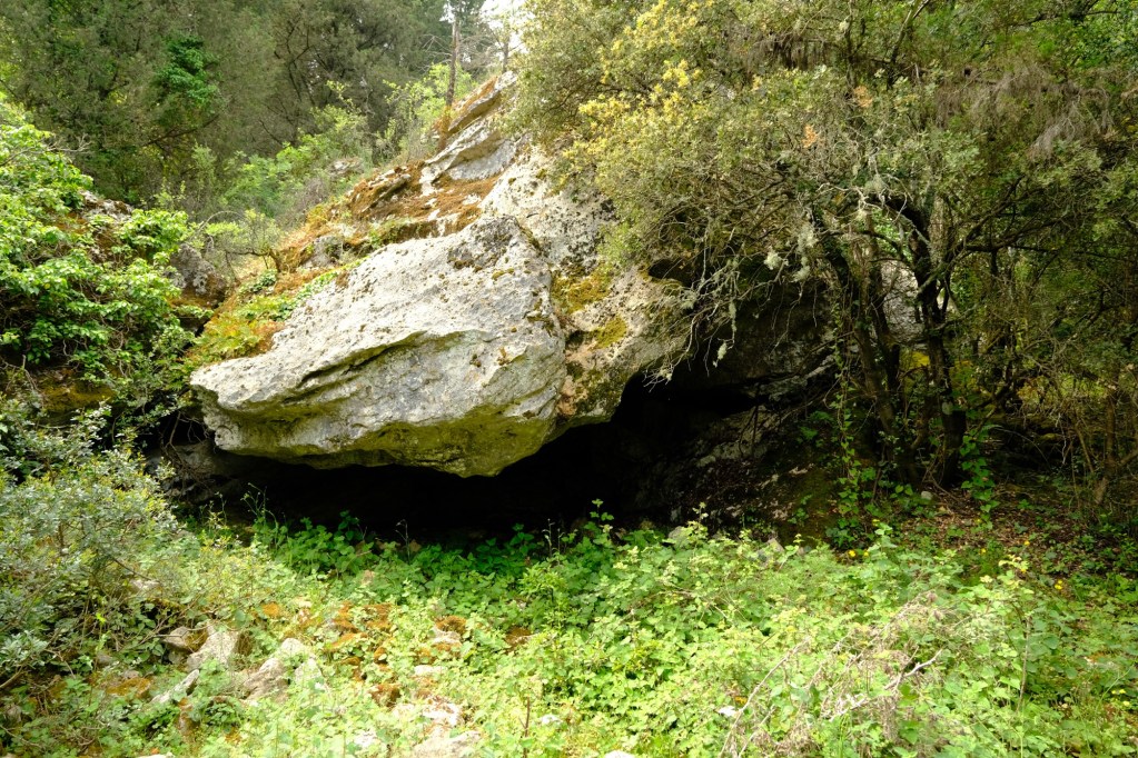 Large rock formation partially covered with moss, surrounded by lush greenery and trees in a forested area.